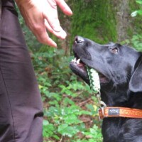3 Bringsel dem Hundeführer bringen